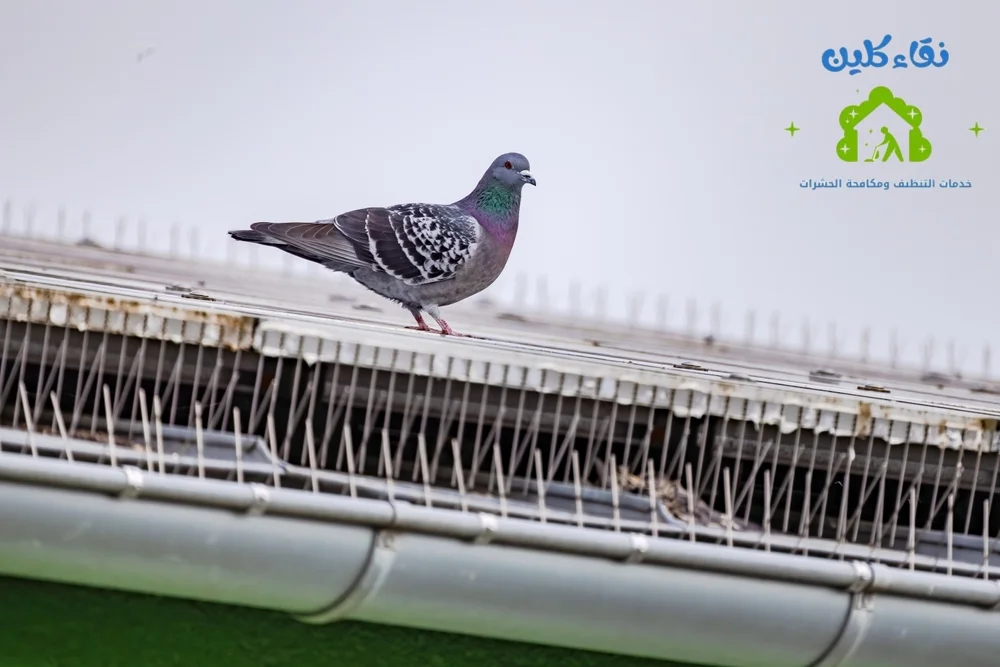 شركة تركيب طارد حمام في رأس الخيمة