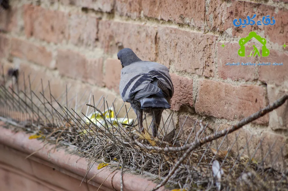 شركة تركيب طارد حمام في عجمان