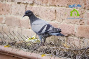 شركة تركيب طارد حمام في الفجيرة - تركيب 5 اشواك مع الضمان