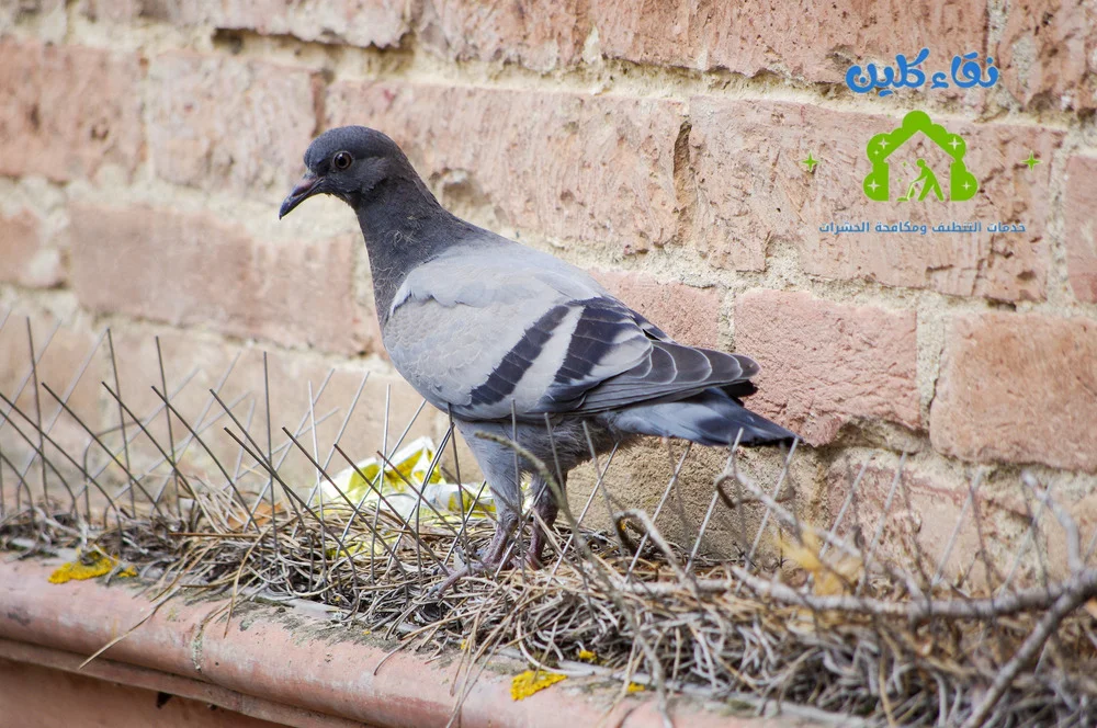 شركة تركيب طارد حمام في الفجيرة