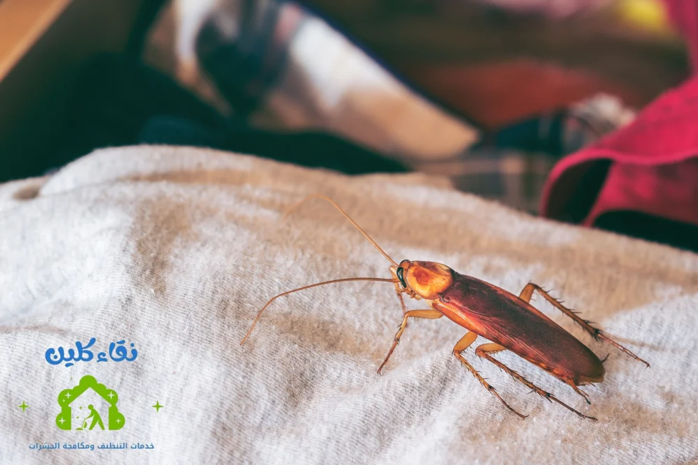 شركة مكافحة حشرات في محمد بن زايد