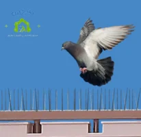 شركة تركيب طارد حمام في دبي - مكافحة الطيور والغربان 5 اشواك