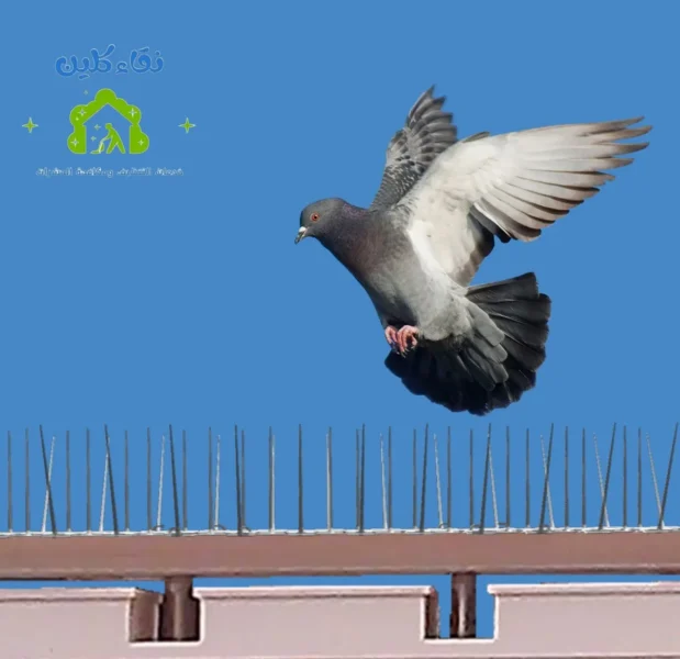 شركة تركيب طارد حمام في دبي - مكافحة الطيور والغربان 5 اشواك