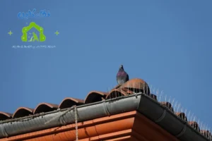 شركة تركيب طارد حمام في العين - مكافحة الحمام ضمان 5 سنوات