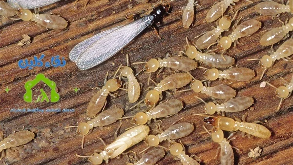 شركة مكافحة الرمة