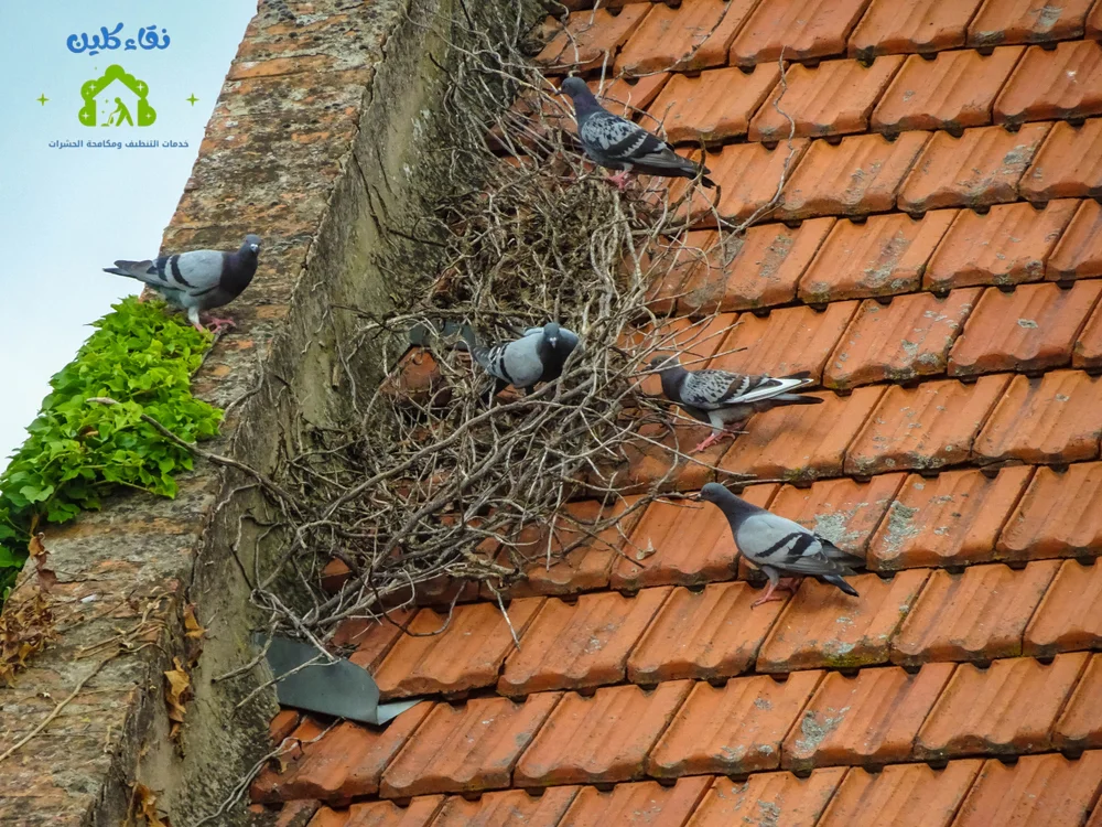 شركة تركيب طارد حمام في محمد بن زايد