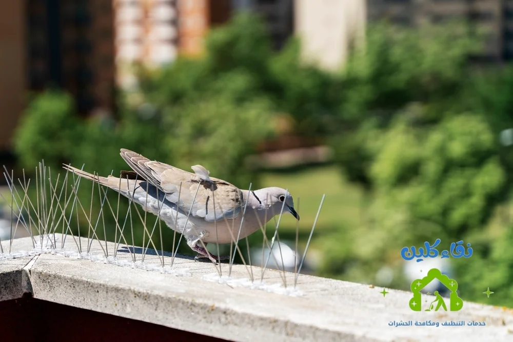شركة مكافحة الحمام