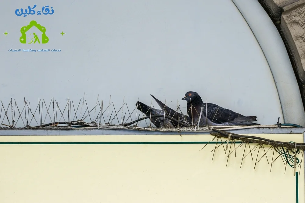 شركة تركيب طارد حمام في مسافي